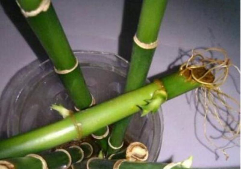 富贵竹怎样才能快速生根「刚买的富贵竹怎样才能快速生根」