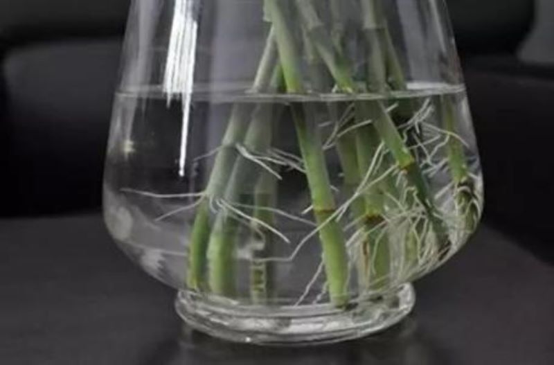 富贵竹怎样才能快速生根「刚买的富贵竹怎样才能快速生根」