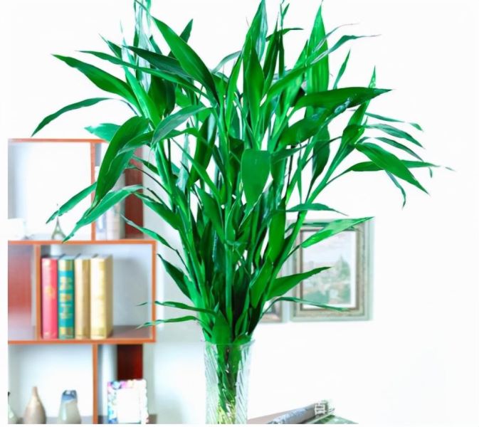 富贵竹怎样种植「富贵竹怎样种植好」