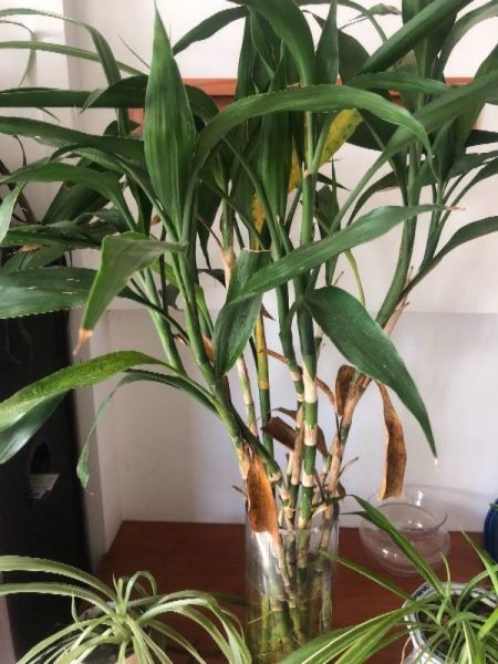 富贵竹怎样种植「富贵竹怎样种植好」