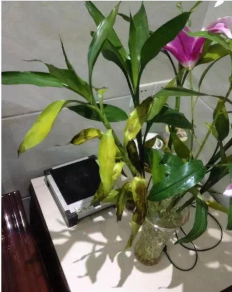 富贵竹怎样种植「富贵竹怎样种植好」
