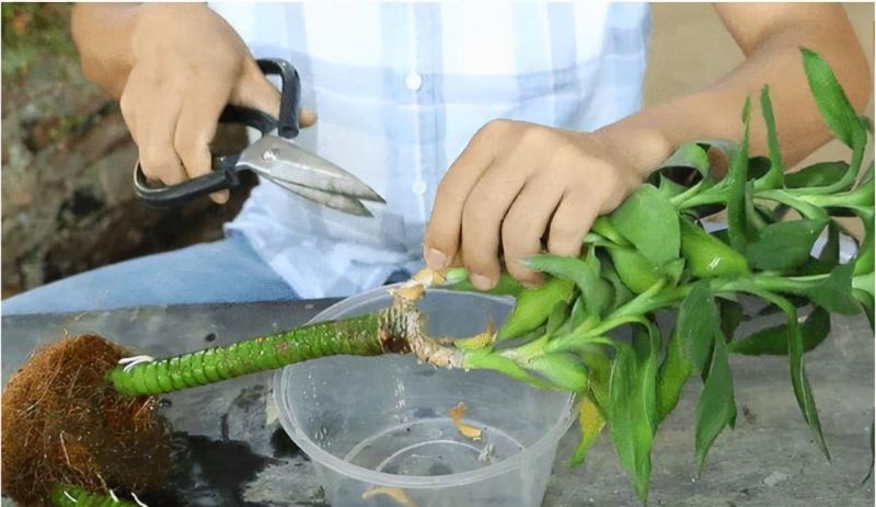 富贵竹怎样种植「富贵竹怎样种植好」