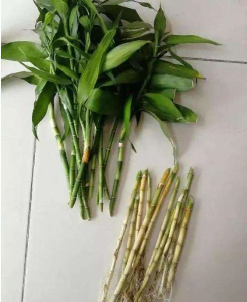 富贵竹怎样种植「富贵竹怎样种植好」
