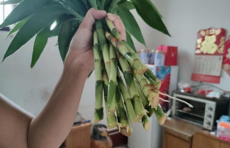 富贵竹怎样种植「富贵竹怎样种植好」