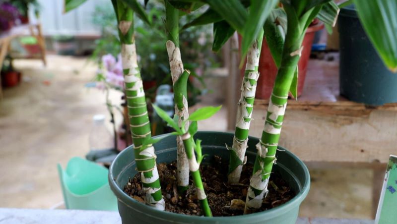 富贵竹怎样种植「富贵竹怎样种植好」