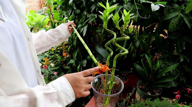 富贵竹怎样种植「富贵竹怎样种植好」