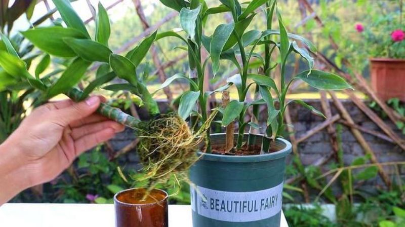 富贵竹怎样种植「富贵竹怎样种植好」