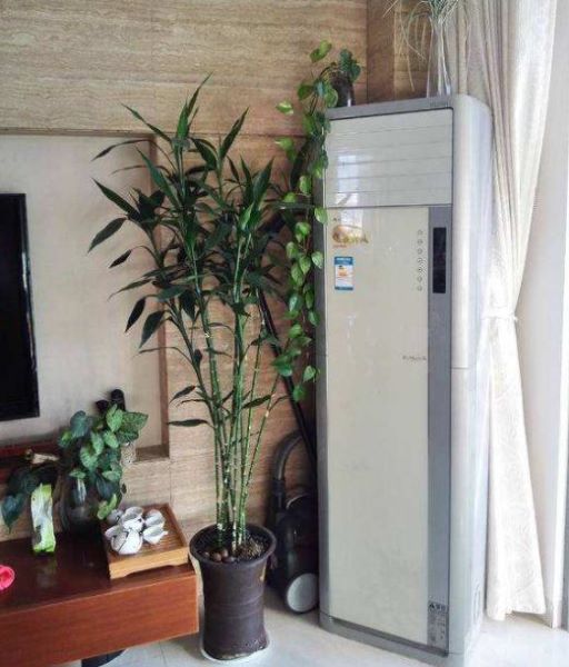 富贵竹怎样种植「富贵竹怎样种植好」