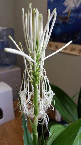 富贵竹怎样种植「富贵竹怎样种植好」