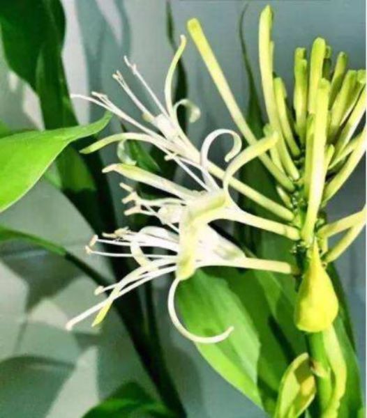 富贵竹怎样种植「富贵竹怎样种植好」