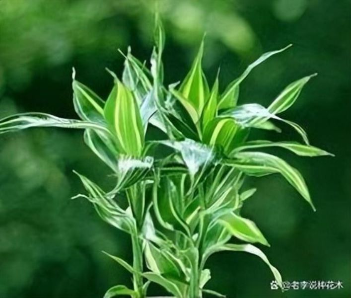 富贵竹有哪些品种「富贵竹有哪些品种图片及价格」