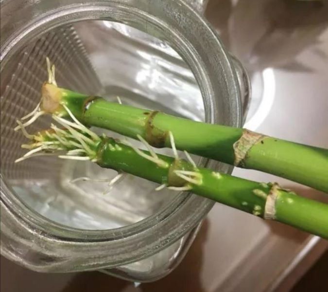 富贵竹水培方法和注意事项「富贵竹水培方法和注意事项视频」_1