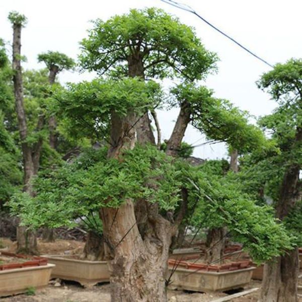 对节白蜡可以在室内养吗「对节白蜡可以种家里吗」