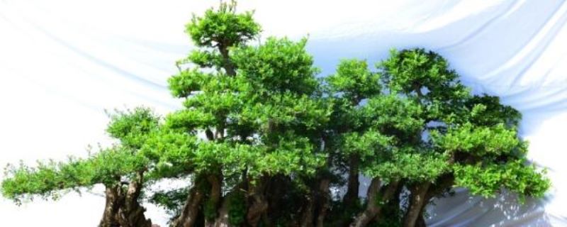 对节白蜡小盆栽怎么养「对节白蜡小盆栽怎么养北方如何养护」
