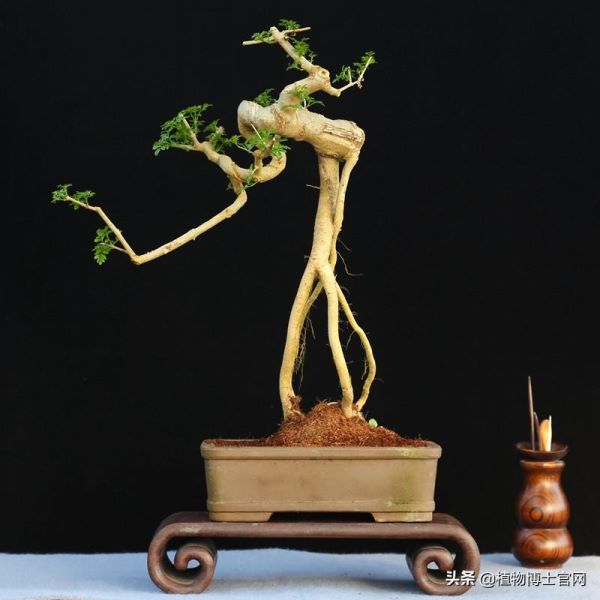 对节白蜡盆景用深盆还是浅盆「对节白蜡盆景用什么盆-」