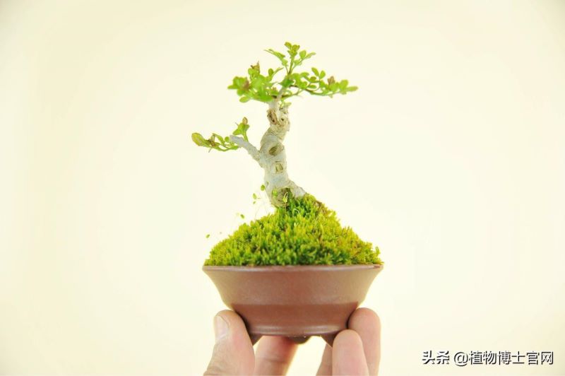 对节白蜡盆景用深盆还是浅盆「对节白蜡盆景用什么盆-」