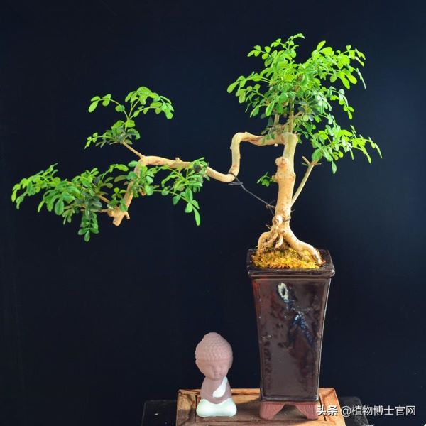 对节白蜡盆景用深盆还是浅盆「对节白蜡盆景用什么盆-」
