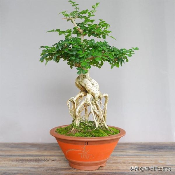 对节白蜡盆景用深盆还是浅盆「对节白蜡盆景用什么盆-」