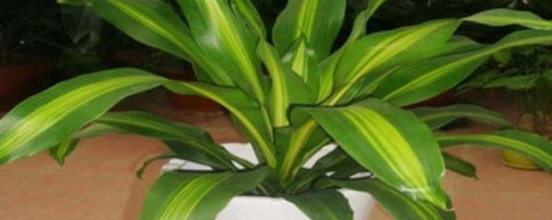 巴西木多久能发芽「新买的巴西木多久能发芽」
