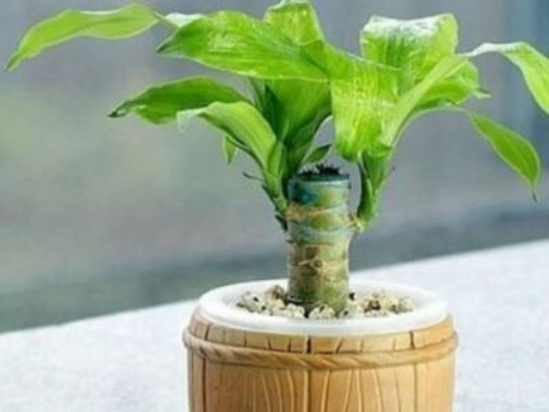 巴西木多久能发芽「新买的巴西木多久能发芽」