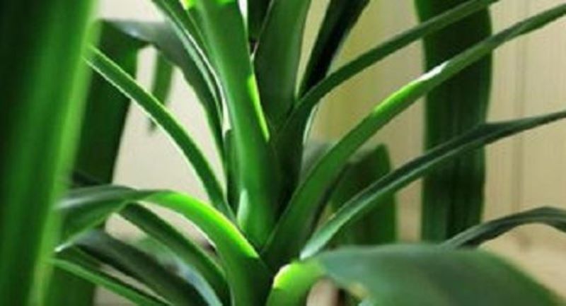 巴西木开花什么样「巴西木开花什么样的花」