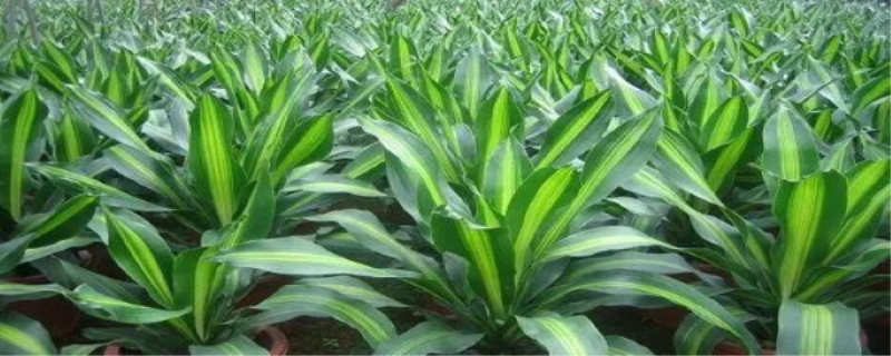 巴西铁养护方法是什么「巴西铁养护方式」