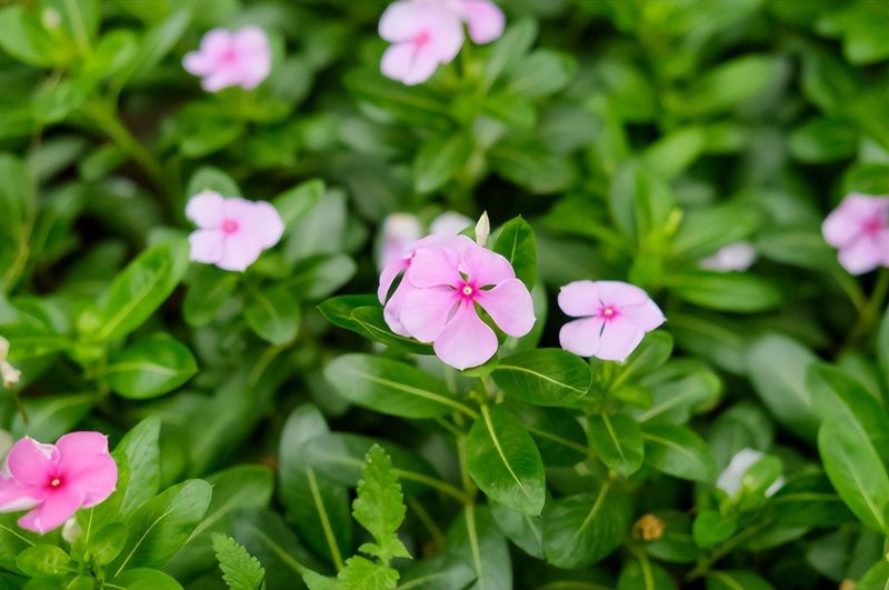 常开好养的花有哪些「常开好养的花有哪些品种」