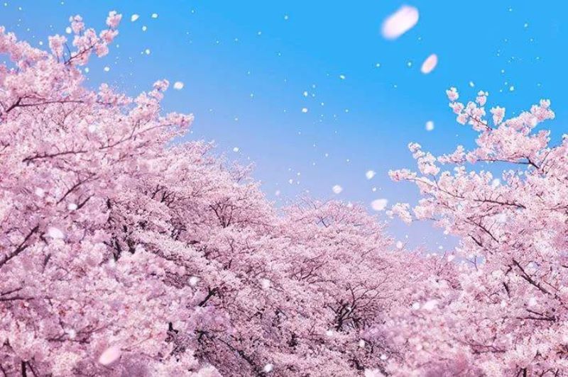 常见樱花品种有哪些「常见樱花品种有哪些名字」_1