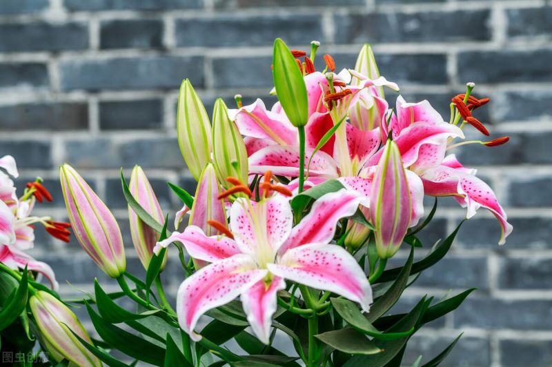 常见球根花卉有哪些「常见球根花卉有哪些图片」