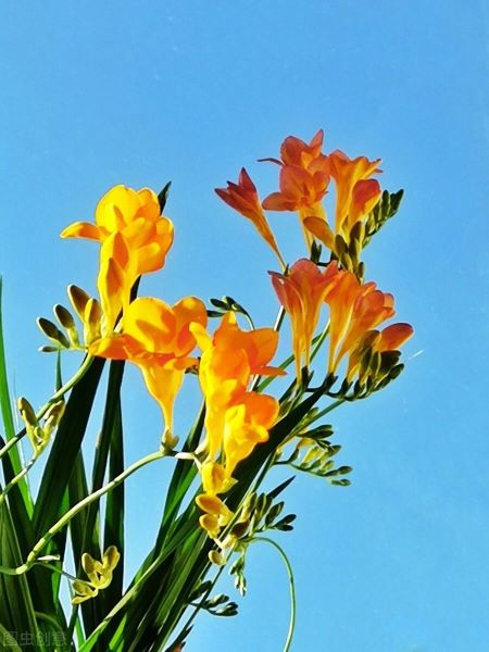 常见球根花卉有哪些「常见球根花卉有哪些图片」