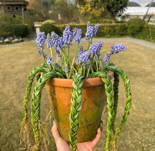 常见球根花卉有哪些「常见球根花卉有哪些图片」