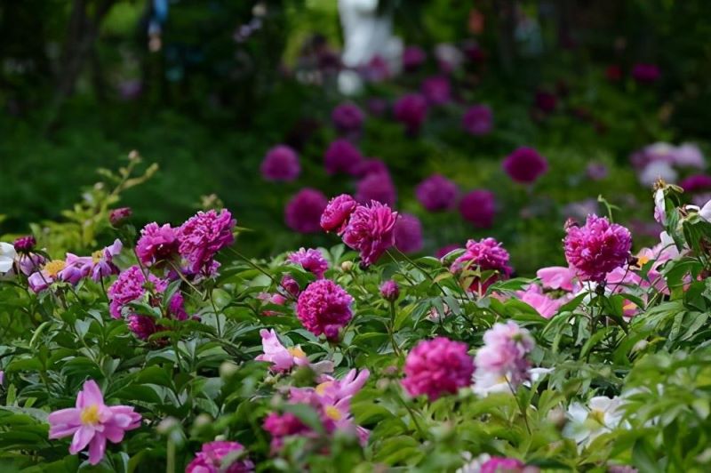 常见的宿根花卉有哪些「常见的宿根花卉有哪些-」