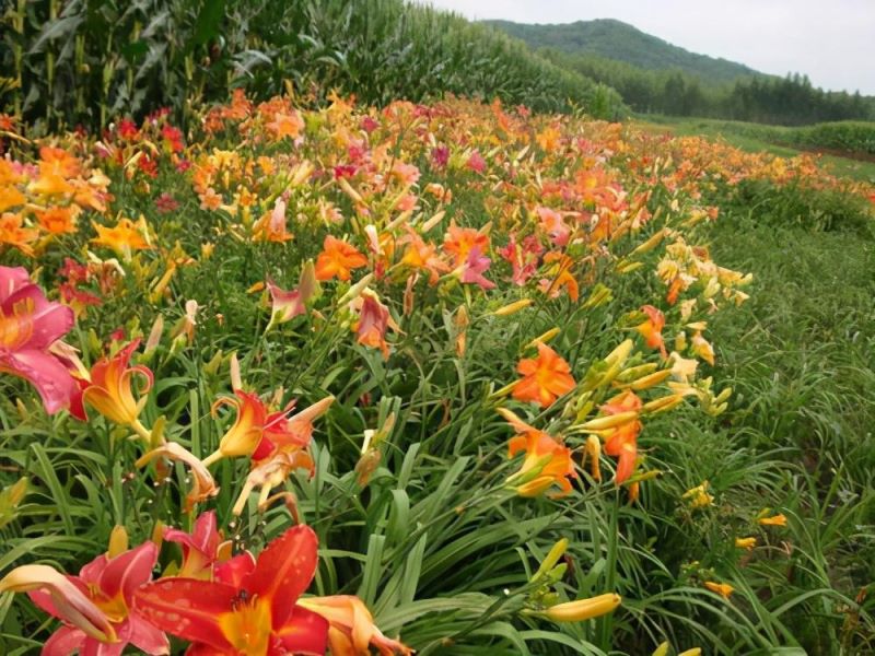 常见的宿根花卉有哪些「常见的宿根花卉有哪些-」