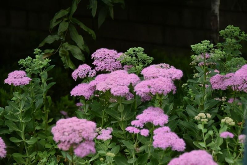 常见的宿根花卉有哪些「常见的宿根花卉有哪些-」