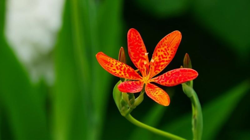常见的宿根花卉有哪些「常见的宿根花卉有哪些-」