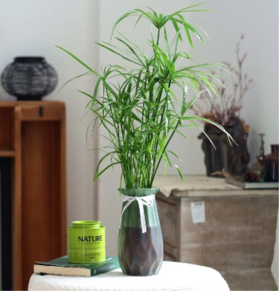 常见的水生植物有哪些「常见的水生植物有哪些种」_1