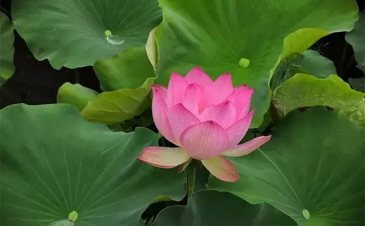 常见的水生植物有哪些「常见的水生植物有哪些种」_2