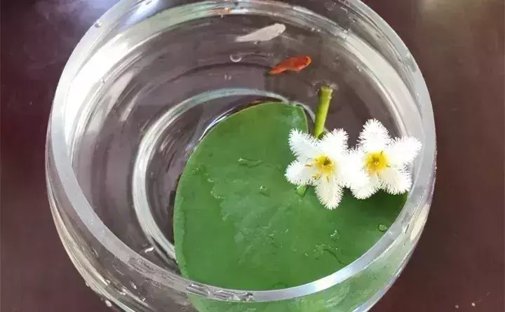 常见的水生植物有哪些「常见的水生植物有哪些种」_2