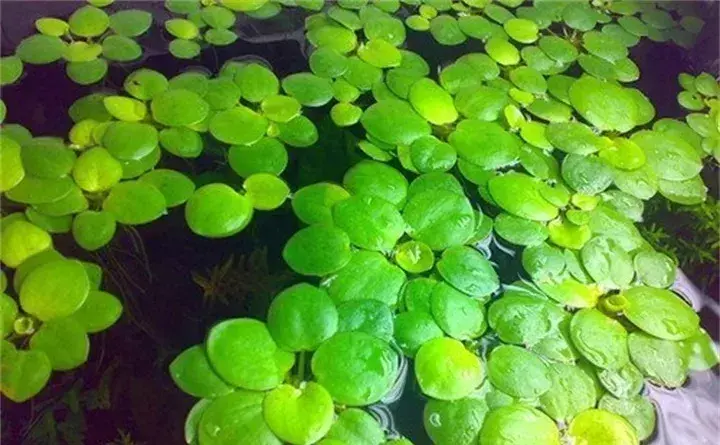 常见的水生植物有哪些「常见的水生植物有哪些种」_2