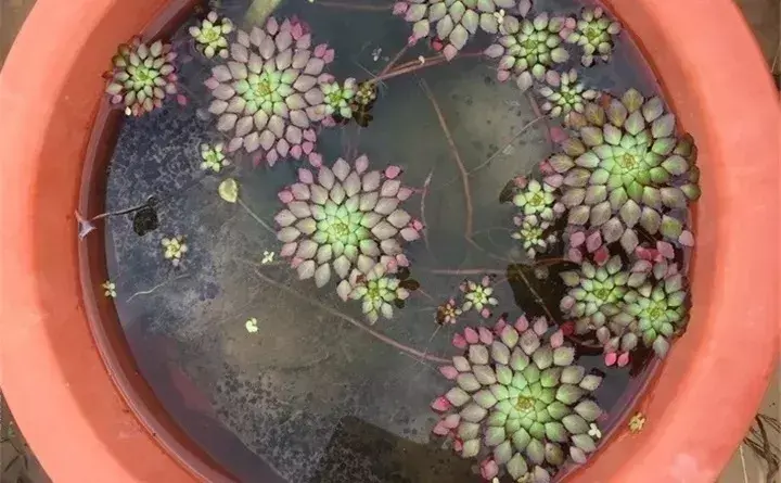 常见的水生植物有哪些「常见的水生植物有哪些种」_2