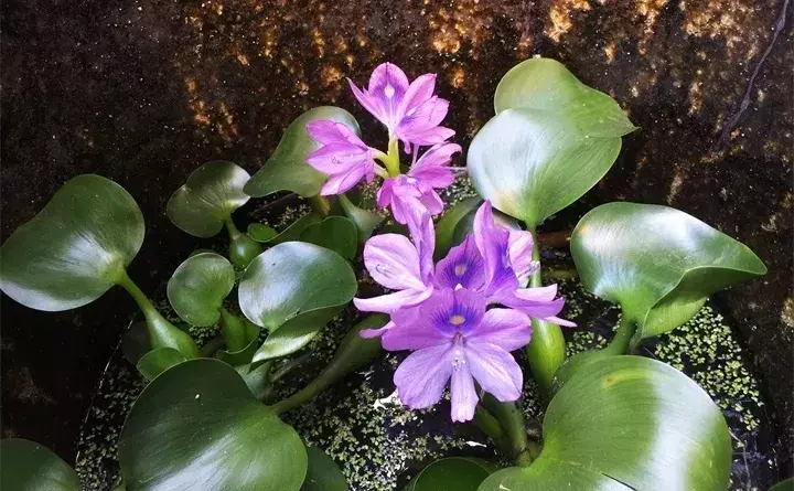 常见的水生植物有哪些「常见的水生植物有哪些种」_2