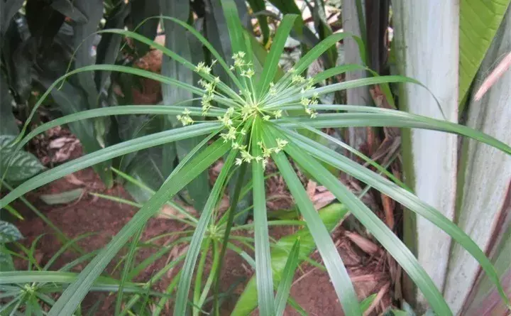 常见的水生植物有哪些「常见的水生植物有哪些种」_2