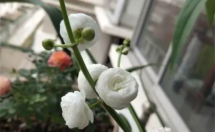 常见的水生植物有哪些「常见的水生植物有哪些种」_2