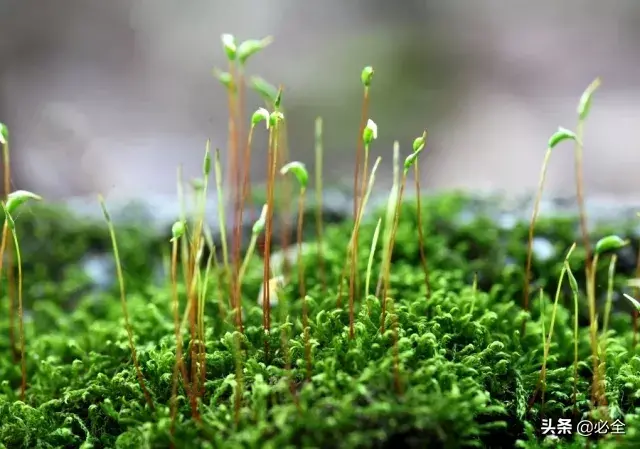 常见的苔藓植物有哪些「常见的苔藓植物有哪些-」