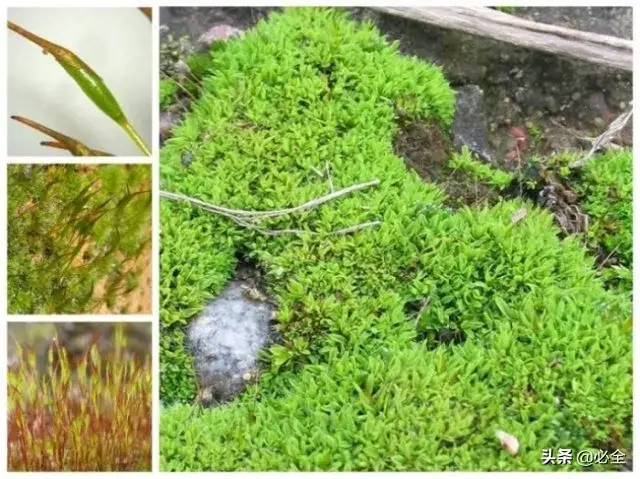 常见的苔藓植物有哪些「常见的苔藓植物有哪些-」