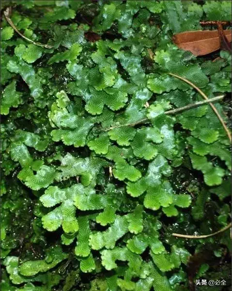 常见的苔藓植物有哪些「常见的苔藓植物有哪些-」