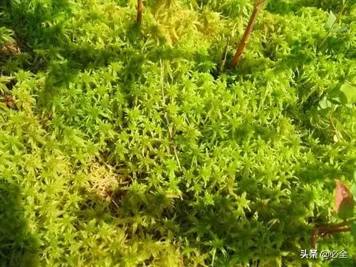 常见的苔藓植物有哪些「常见的苔藓植物有哪些-」