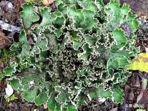 常见的苔藓植物有哪些「常见的苔藓植物有哪些-」