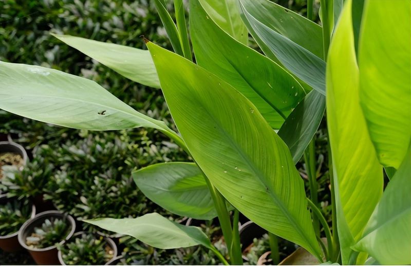 常见的草本植物有哪些「校园里常见的草本植物有哪些」