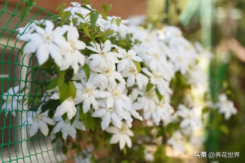 常见的藤本植物有哪些「常见的藤本植物有哪些类型」